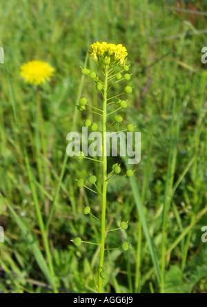 common ball-mustard (Neslia paniculata), inflorescence Stock Photo