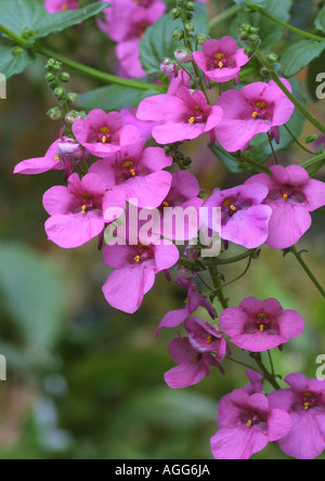 twinspur, Barbers diascia (Diascia barberae), flowers with two spurs Stock Photo