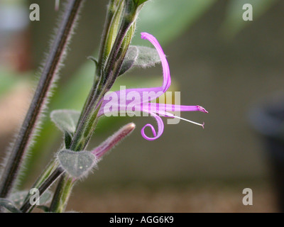 pink polka dot plant, freckle face, measles plant. (Hypoestes phyllostachya), flower Stock Photo