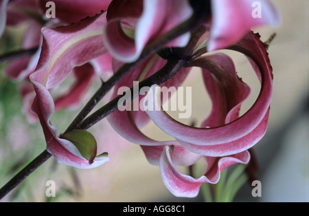 Lilium Martagon Turks cap Lily Stock Photo