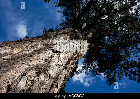 Pinus nigra Stock Photo