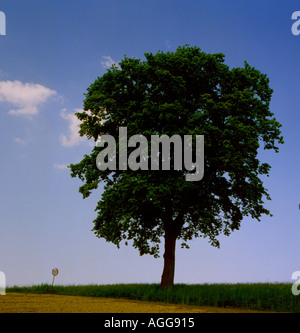 oak tree in spring  ( 4 seasons of this tree see Alamy number A0HT76, AGG917, AGG91A, AGG91D ). Photo by Willy Matheisl Stock Photo