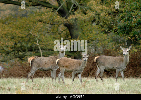 Red deer in Windsor Great Park Stock Photo