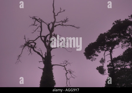 Odd tree in fog, Ireland Stock Photo