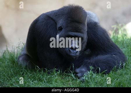 Eastern lowland Silverback gorilla lying in grass - Gorilla gorilla Stock Photo