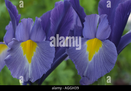 Iris 'Sapphire Beauty'. Dutch iris. Stock Photo