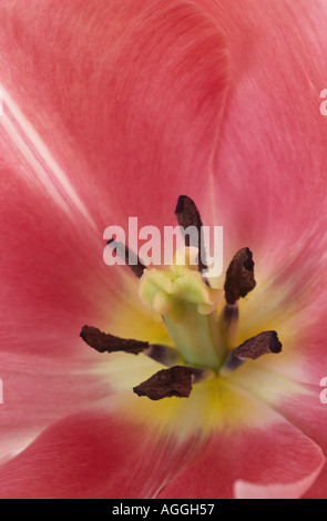 Tulipa 'Douglas Bader'. Single late tulip. Stock Photo