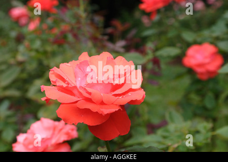 Impatient Floribunda Orange Roses Stock Photo
