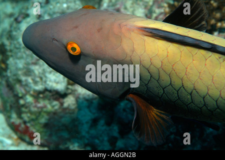 Sheephead parrotfish (Scarus strongylocephalus) swims over the rocky ocean floor Stock Photo