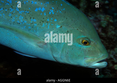 Bluefin Trevally (Caranx melampygus) swimming in tropical waters Stock Photo
