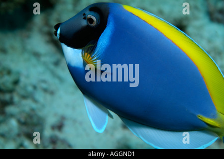 Powder Blue Surgeonfish - Acanthurus Leucosternon Stock Photo