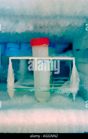 sample in freezer containing extracted DNA - used in molecular biology and microbiology Stock Photo