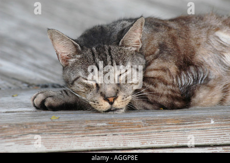 Cat Stock Photo
