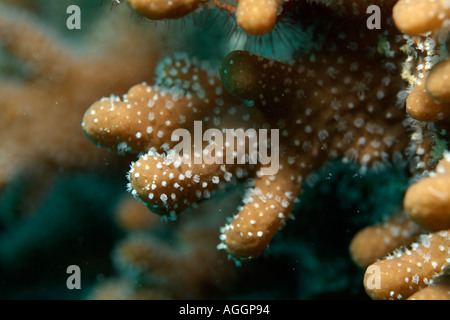 Maldives Rasdhoo Atoll Veligandu Polyps On Coral Stock Photo