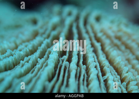 Maldives Rasdhoo Atoll Veligandu A Common Mushroom Coral Fungia Fungites Stock Photo