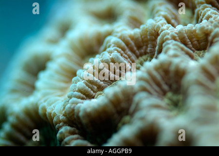 Textured Honeycomb Coral (Favia favus) growing in tropical waters, Veligandu, Rasdhoo Atoll, Maldives. Stock Photo