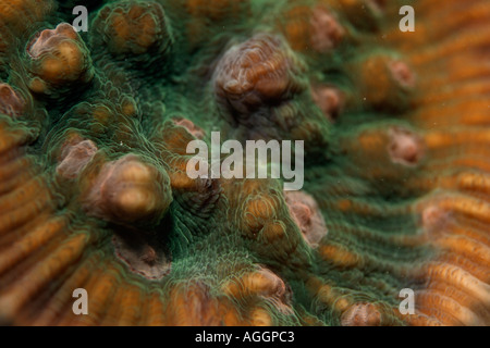 Textured Stony Coral growing in tropical waters, Veligandu, Rasdhoo Atoll, Maldives. Stock Photo