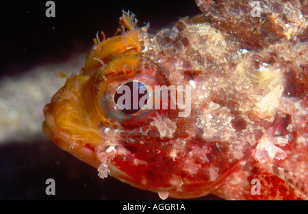 lesser red scorpionfish, little scorpionfish, small red scorpionfish (Scorpaena notata, Scorpaena ustulata), portrait, Italy, G Stock Photo