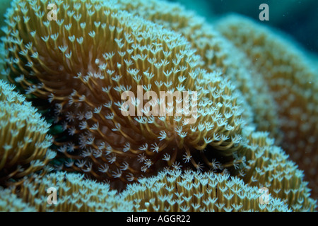 Spiked Long Polyp Leather Coral (Sarcophyton) growing underwater, Veligandu, Rasdhoo Atoll, Maldives. Stock Photo