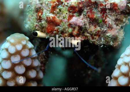 Maldives Rasdhoo Atoll Veligandu A Hermit Crab Dardanus On Stony Coral Stock Photo