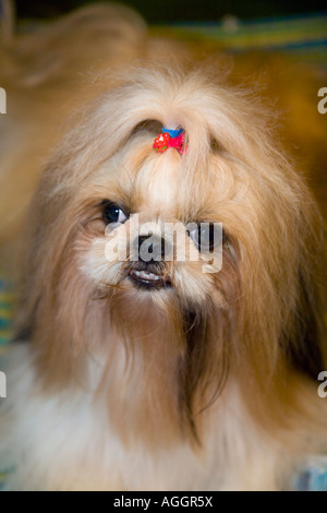 Cross eyed long haired dog; 'Angry Dogs' Portrait of Angry Pekingese Dog Breed showing teeth, squinting & snapping.  Thailand pet with ribbon in hair. Stock Photo