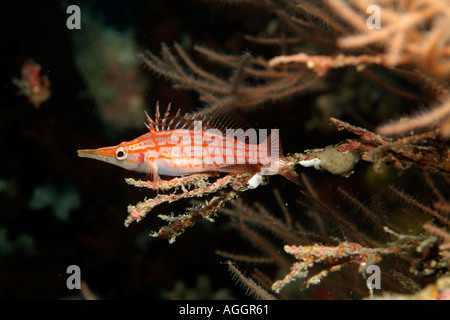 Longnose Hawkfish (Oxycirrhites typus) hides in frondy Black Coral (Antipathes), Madivaru, Rasdhoo Atoll, Maldives. Stock Photo
