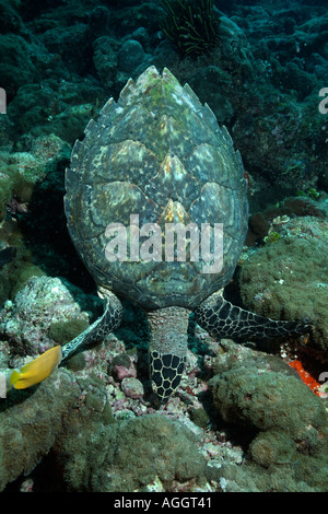 Maldives Ari Atoll Fish Head A Hawksbill Turtle Eretmochelys Imbricata Searching For Food Stock Photo