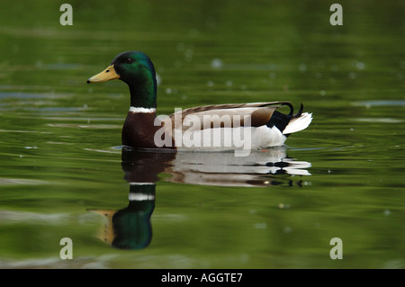 Mallard drake in water UK Stock Photo
