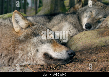 wolf pack taking a nap,, Kolmården Wildlife Park, Nothern Sweden Stock Photo