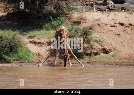 Reticulated Giraffe drinking at the Uaso Nyiro River Samburu National Reserve Kenya East Africa Stock Photo