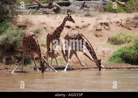 Three Reticulated Giraffe drinking at the Uaso Nyiro River Samburu National Reserve Kenya East Africa Stock Photo