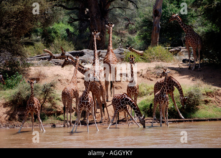 Eleven Reticulated Giraffe at the Uaso Nyiro River Samburu National Reserve Kenya East Africa Stock Photo