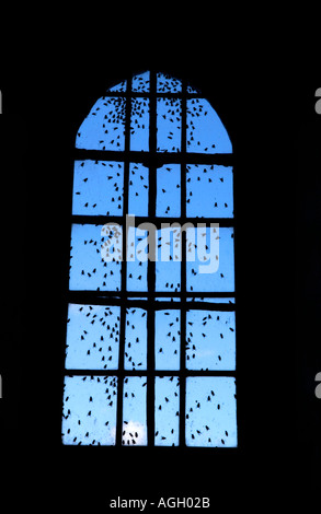 The 11th century church of Saint Issui Partricio Partrishow Monmouthshire the window in the saints shrine covered with flies Stock Photo