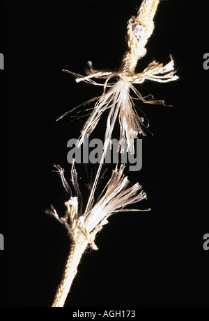 string rope cord pressure broken stress Stock Photo - Alamy