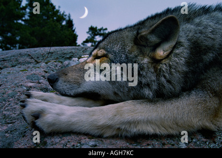 sleeping wolf, Kolmården Wildlife Park, Sweden Stock Photo