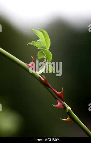 Dog Rose Rosa cannina showing stem with leaves & thorns, Potteric Carr Nature Reserve, Doncaster, South Yorkshire Stock Photo