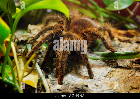 tarantula spider in captivity Stock Photo