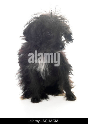 Puppy Stock Photo