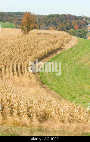 Ohio corn field at harvest time Stock Photo