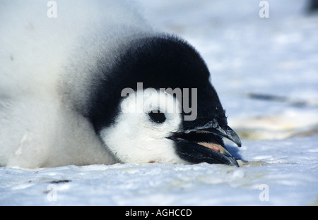 Close up of emperor penguin chick lying on sea ice Stock Photo