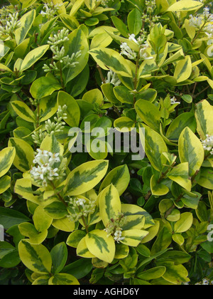 california privet (Ligustrum ovalifolium 'Aureum', Ligustrum ovalifolium Aureum), blooming Stock Photo