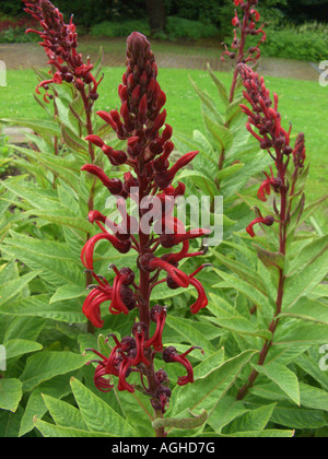 Cardinal flower, Devil's Tobacco, Tobaco del Diabolo (Lobelia tupa), inflorescence Stock Photo