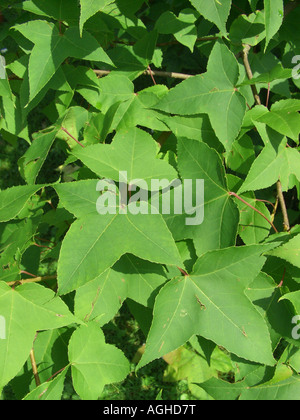 formosa sweet gum (Liquidambar formosana), foliage Stock Photo