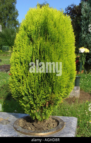 Chinese arbor vitae Thuja orientalis Aurea Nana, Platycladus orientalis single bush on a gravestone Stock Photo