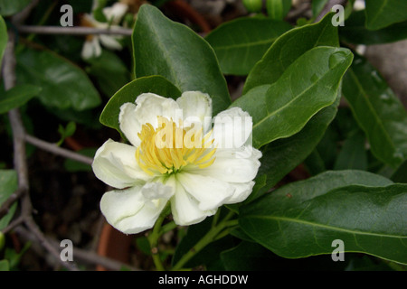 African dog rose (Xylotheca kraussiana), flower Stock Photo
