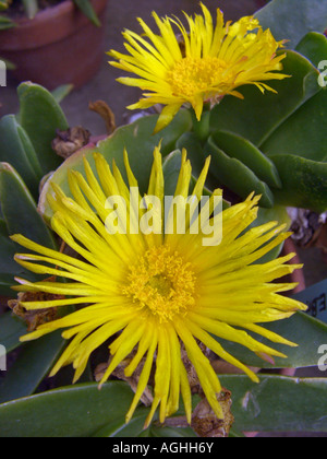 Tongue-leaf Plant, Tongueleaf (Glottiphyllum longum), blooming Stock Photo