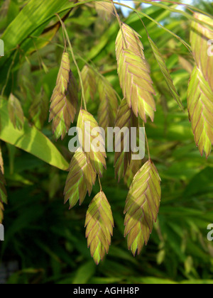 Wood-oats, Flat Oats (Chasmanthium latifolium, Uniola latifolia), spikelets Stock Photo