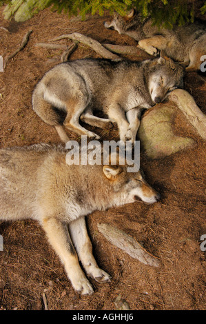 sleeping wolves, Kolmården Wildlife Park, Sweden Stock Photo - Alamy