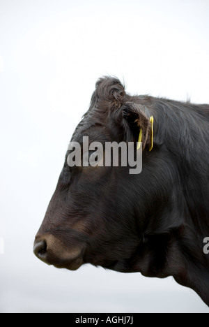 Limousin cow, head in profile, showing ear tag Stock Photo