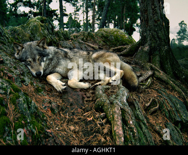 sleeping wolf, Kolmården Wildlife Park, Sweden Stock Photo